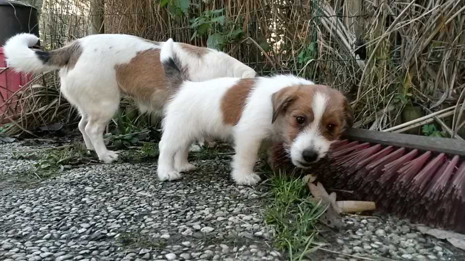 nach der Pause geht's wieder ab in den Garten