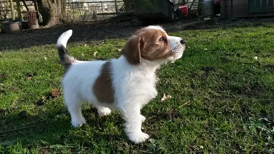 Murphy fühlte sich vom ersten Moment an sichtlich wohl bei uns...