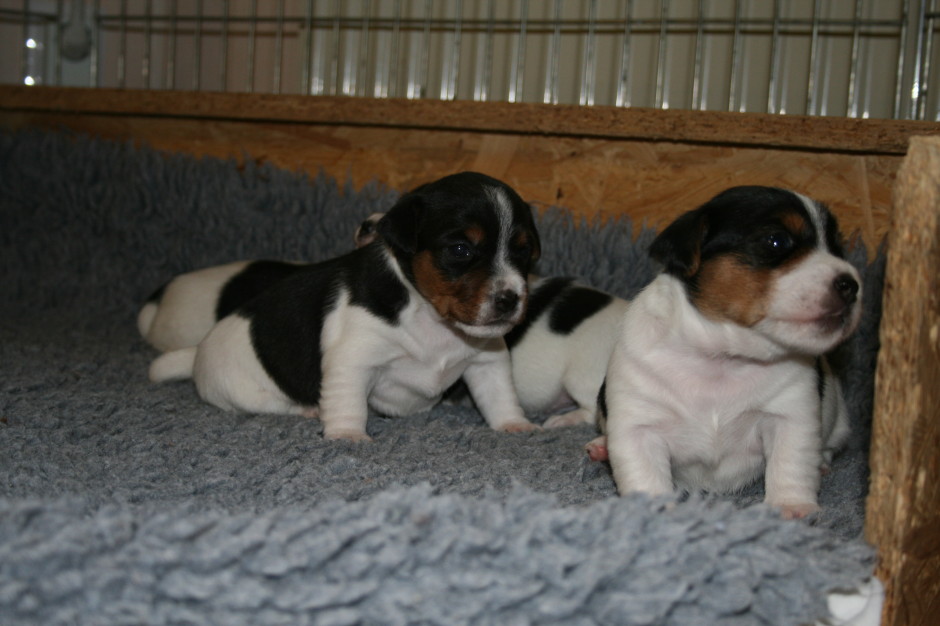 unsere Welpen haben unser Wohnzimmer erobert - in der Mitte Penny Lane, rechts Patty