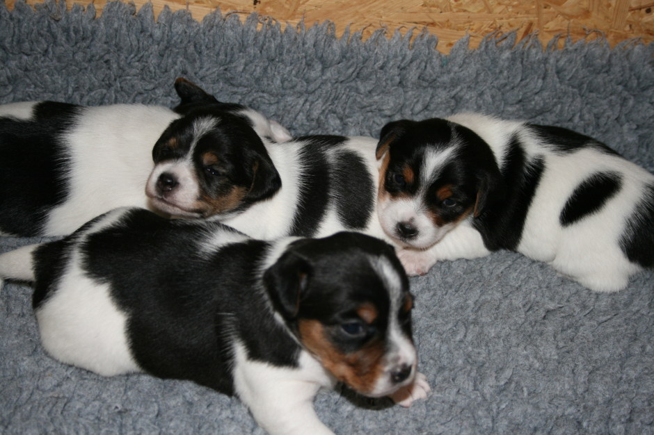 oben von links nach rechts - Percy, Peaches, Patty - unten Penny Lane