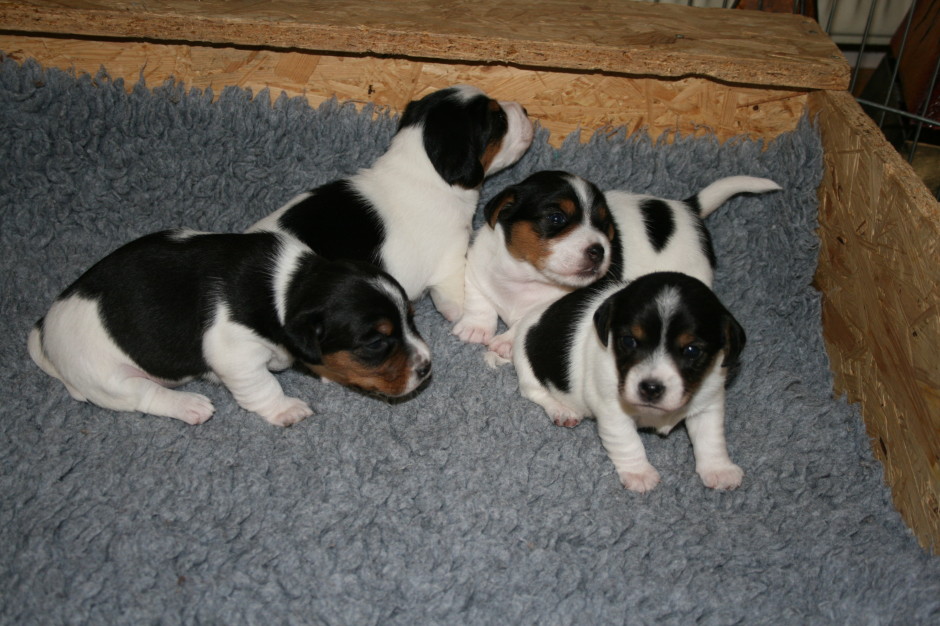 von links nach rechts - Penny Lane, Percy, Patty, Peaches