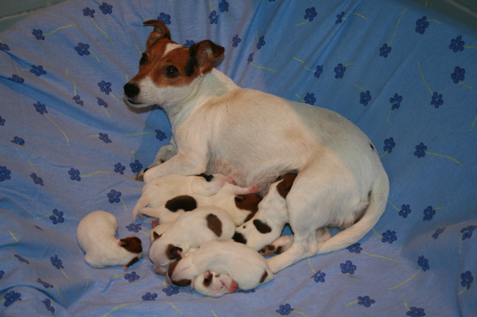 Die stolze Mama mit ihren sieben Welpen!